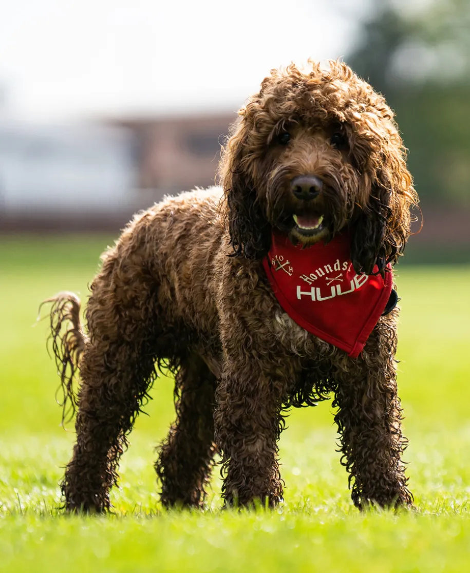 Pet Bandana - Hounds Of HUUB